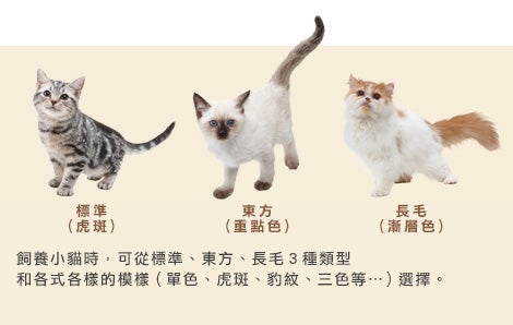 飼養小貓時，可從標準、東方、長毛3種類型和各式各樣的模樣（單色、虎斑、豹紋、三色等…）選擇。